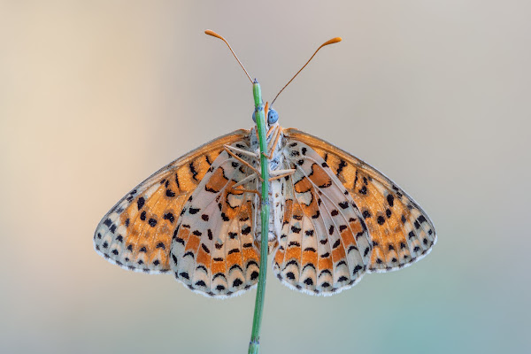 Speriamo che non mi veda nessuno di Massimo_Tamajo