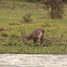 Waterbuck