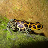 Mimic Poison Frog