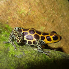 Mimic Poison Frog