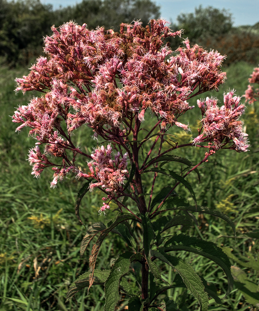 Spotted Joe-Pye Weed