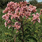 Spotted Joe-Pye Weed