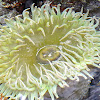 Green surf anemone