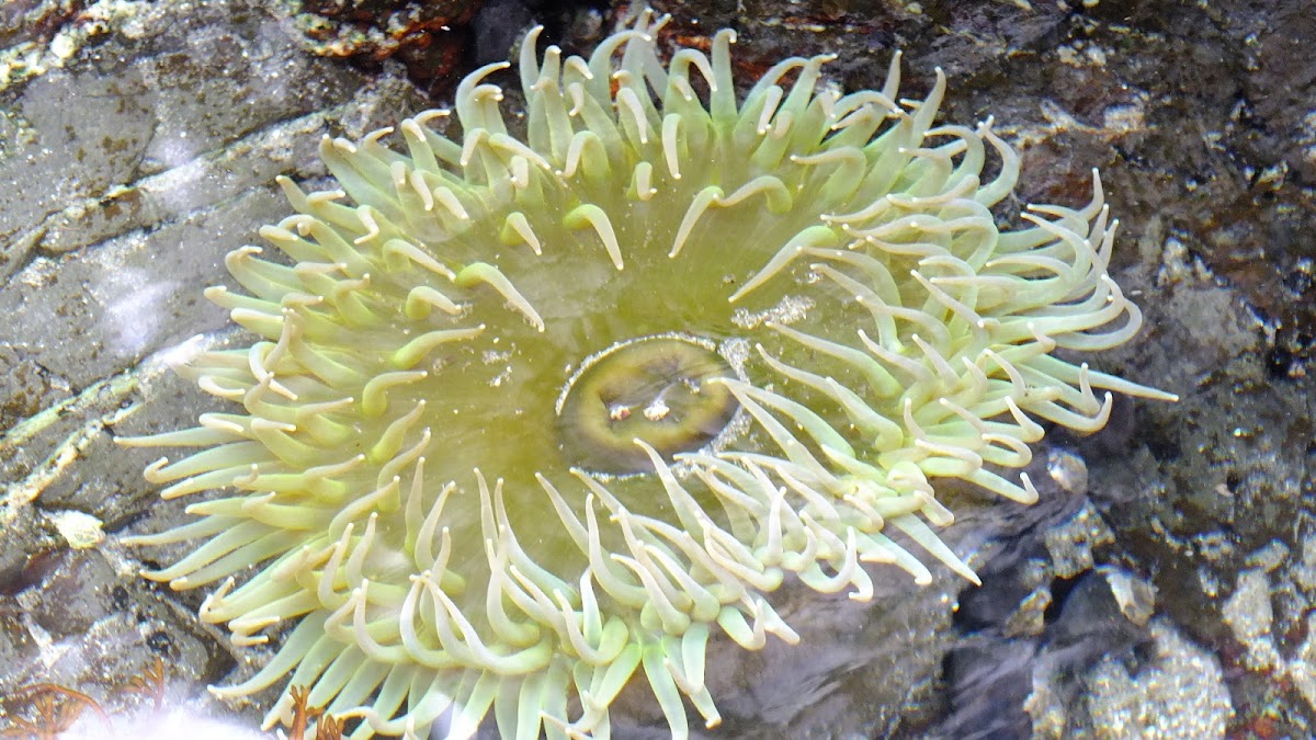 Green surf anemone