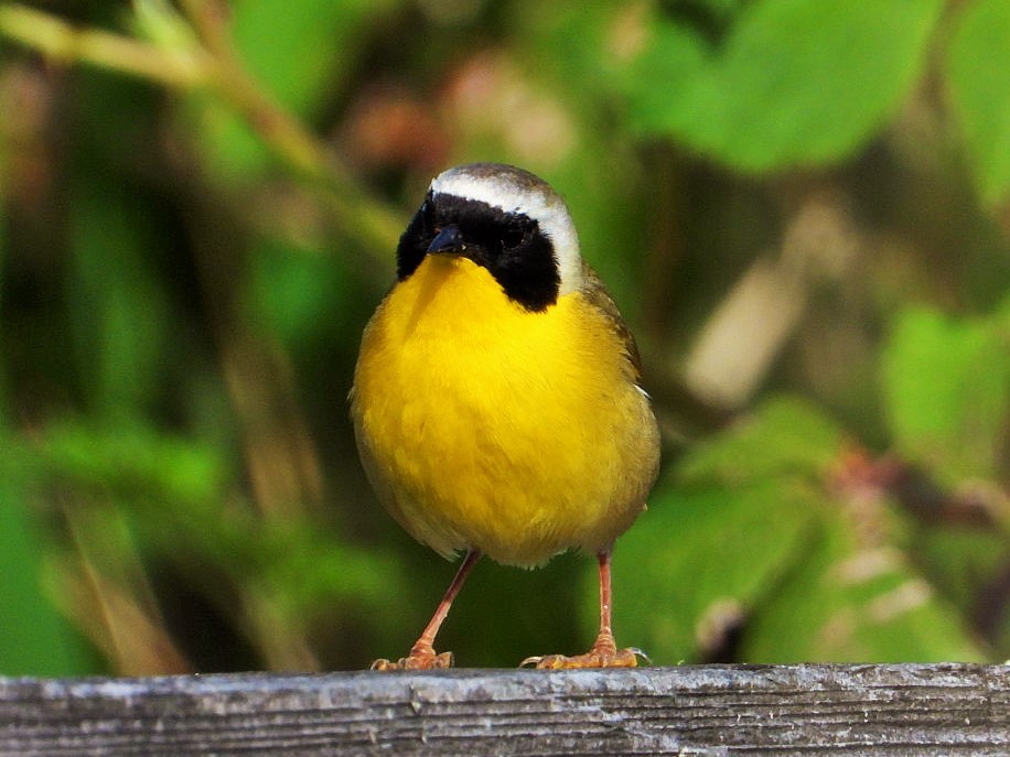 Common yellowthroat (male)