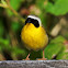 Common yellowthroat (male)