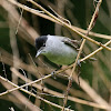 Eurasian Blackcap