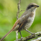 Brown Shrike