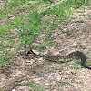 Eastern Diamond back, rattle snake