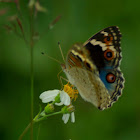 Blue Pansy