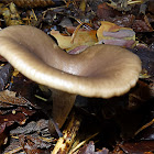 Goblet Funnel Cap