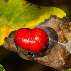 Leaf Gall