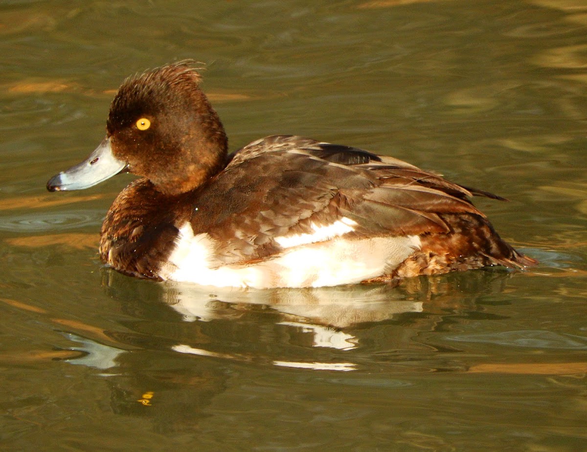 Tufted duck