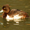 Tufted duck