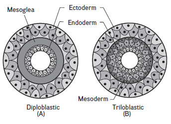 The diagram below shows the diploblastic and triploblastic germ layers in..
