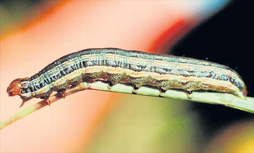 THREAT: There is mounting concern that an armyworm plague could destroy SA’s maize harvest