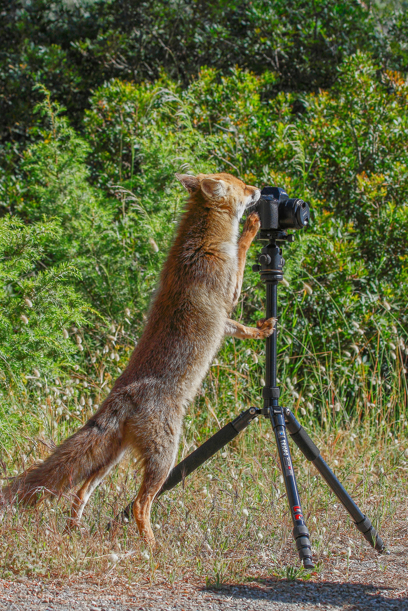 La mia nuova assistente fotografa di Ironsnake62