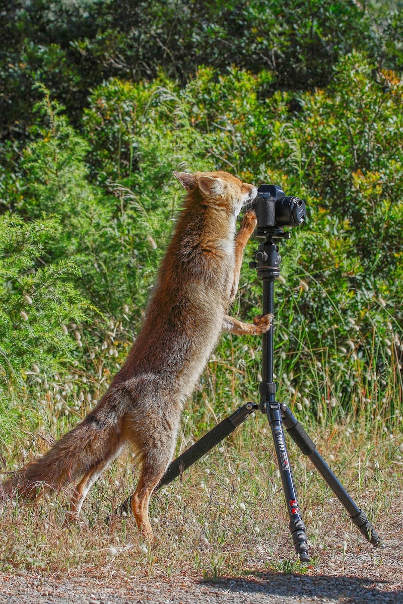 La mia nuova assistente fotografa di Ironsnake62