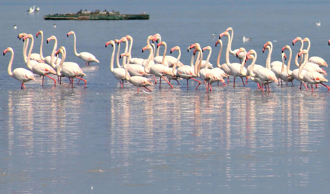 fenicotteri rosa di fremorgan