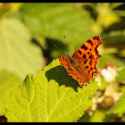 Comma Butterfly