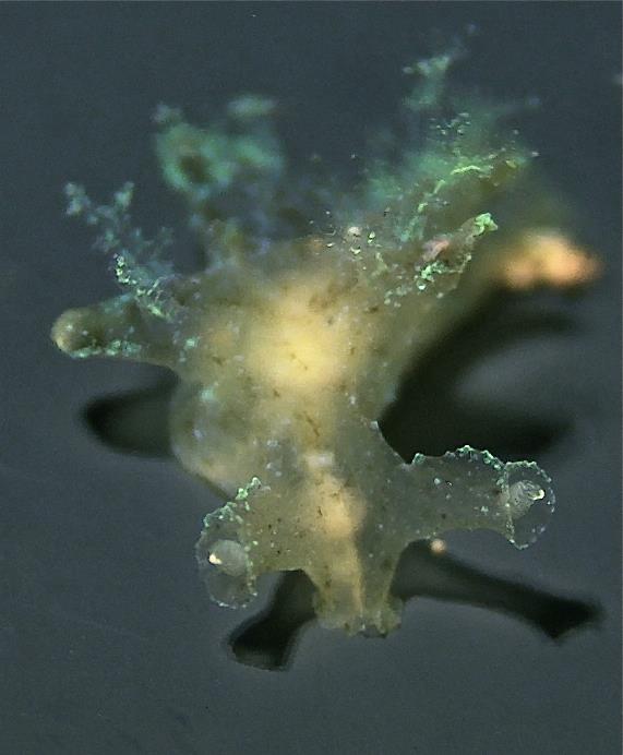 Notobryon Nudibranch