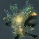 Notobryon Nudibranch