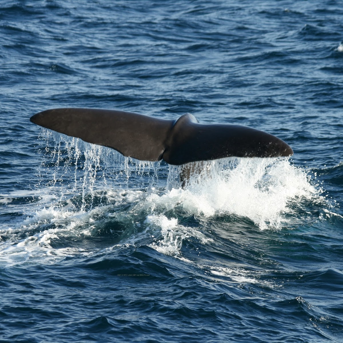 Sperm whale