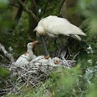 Eurasian Spoonbill