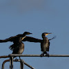 Cormorant