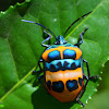 Shield-backed Jewel Bug