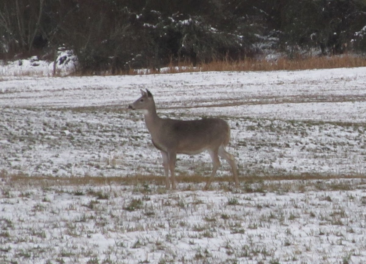 White-tailed Deer