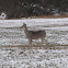 White-tailed Deer