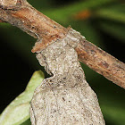 Bagworm Moth