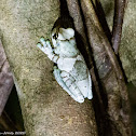 Amazon Milk Frog