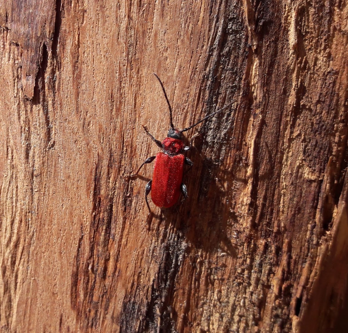 Welsh Oak Longhorn Beetle