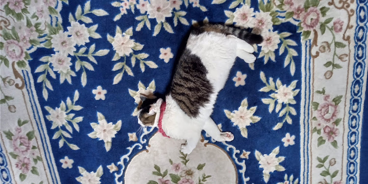 RX-8のタイヤレター・愛猫に癒されるに関するカスタム事例の投稿画像5枚目