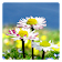 Daisy Flowers Free Wallpaper icon