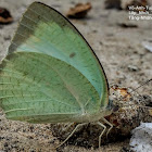 Mottled emigrant