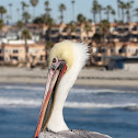 Brown Pelican