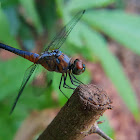 Blue Dasher, Yellow-patched Lieutenant, Rufous-backed Marsh Hawk.