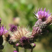 Fiore comune di montagna di 