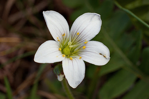 Saxifraga granulata