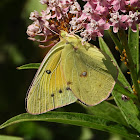 Orange sulphur