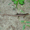 Seychelles Skink