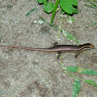 Seychelles Skink