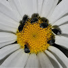 Pollen beetles