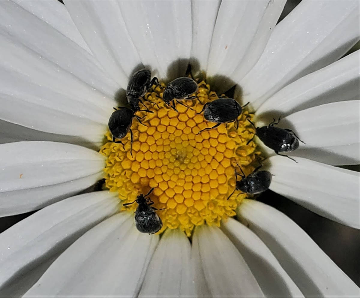 Pollen beetles