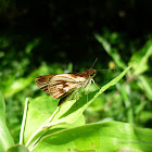 Vettius Skipper