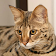 Talking Tabby Cat icon