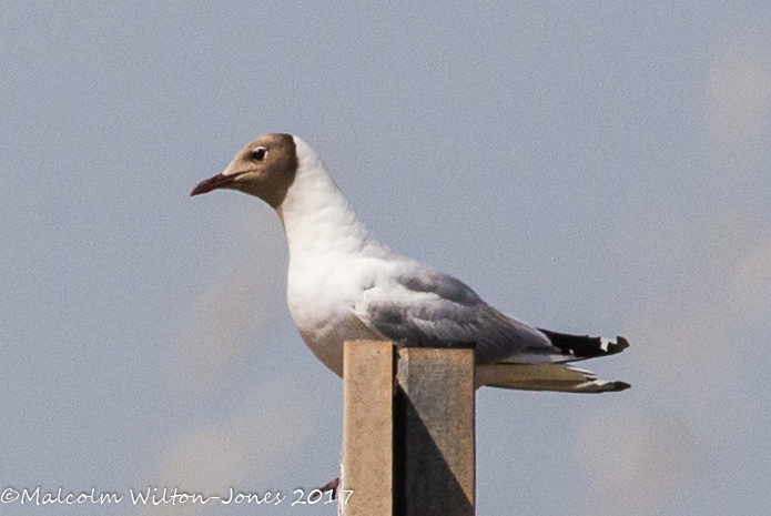 Black-headed Gull; Gaviota Reidora